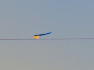 Fork-tailed Flycatcher - ML646500941