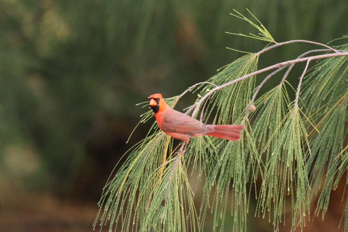 Cardinal rouge - ML646500944