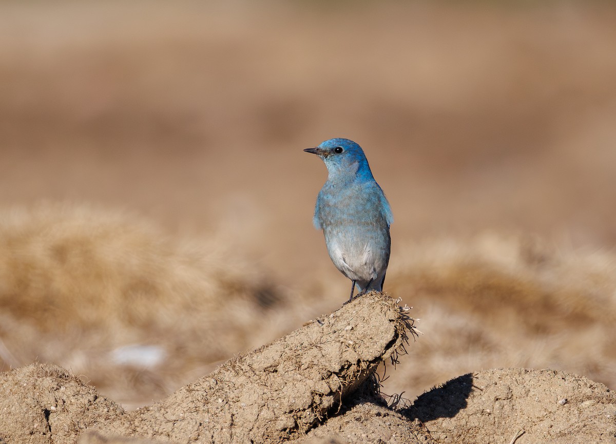 Mountain Bluebird - ML646500946
