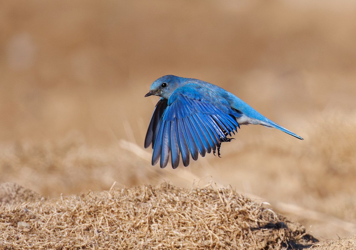 Mountain Bluebird - ML646500947