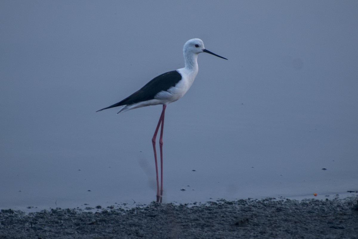 Black-winged Stilt - ML646500948