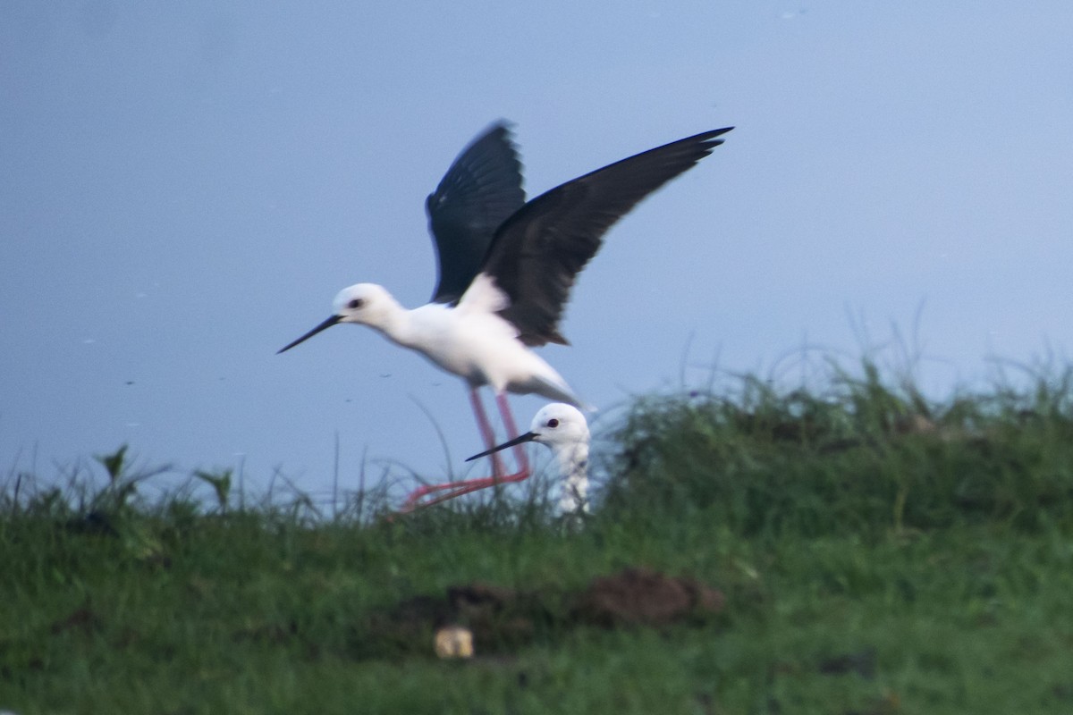 Black-winged Stilt - ML646500949