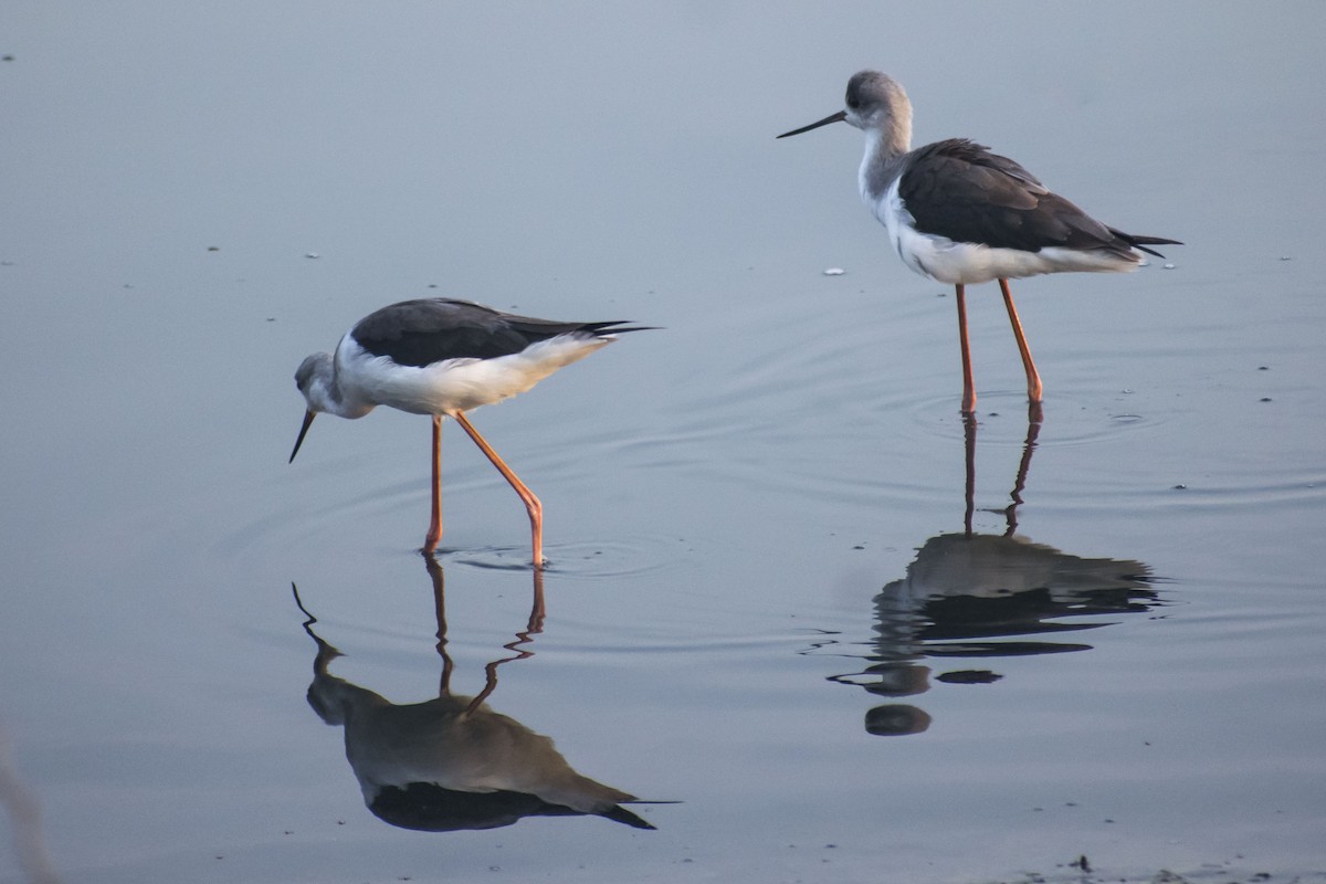 Black-winged Stilt - ML646500950