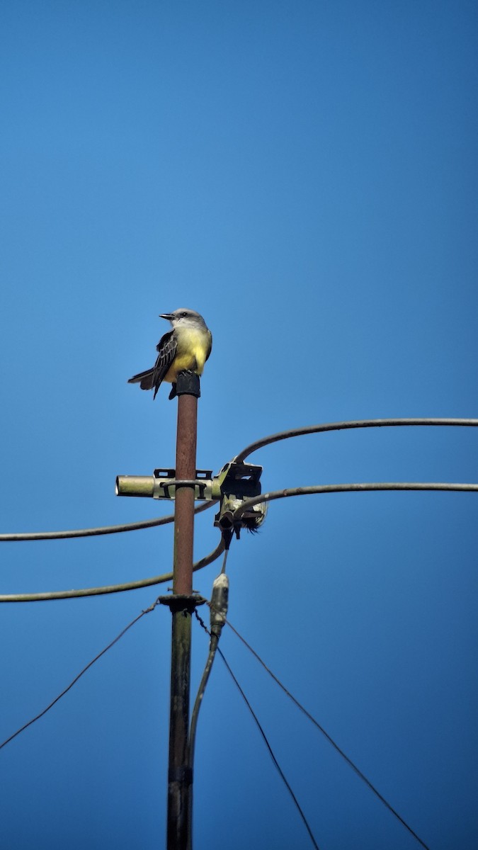 Tropical Kingbird - ML646500955