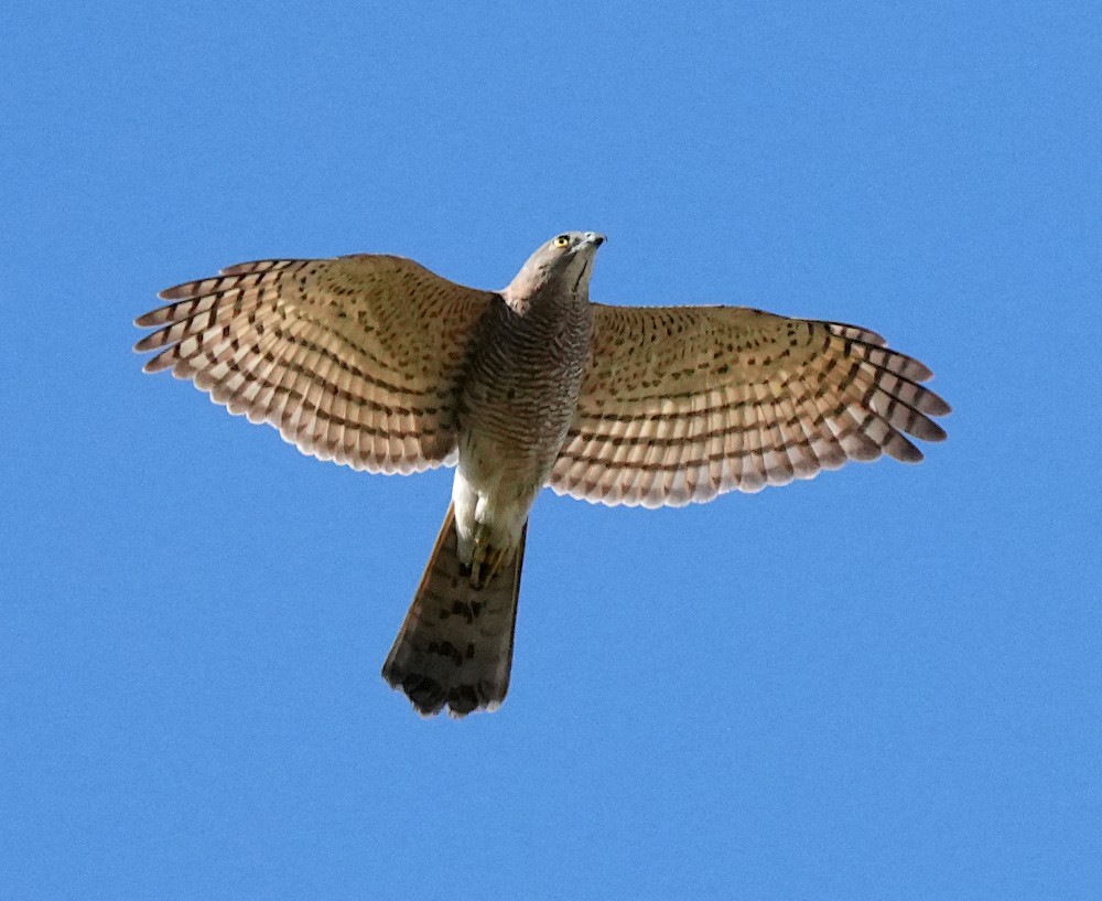 Şikra - ML646500957