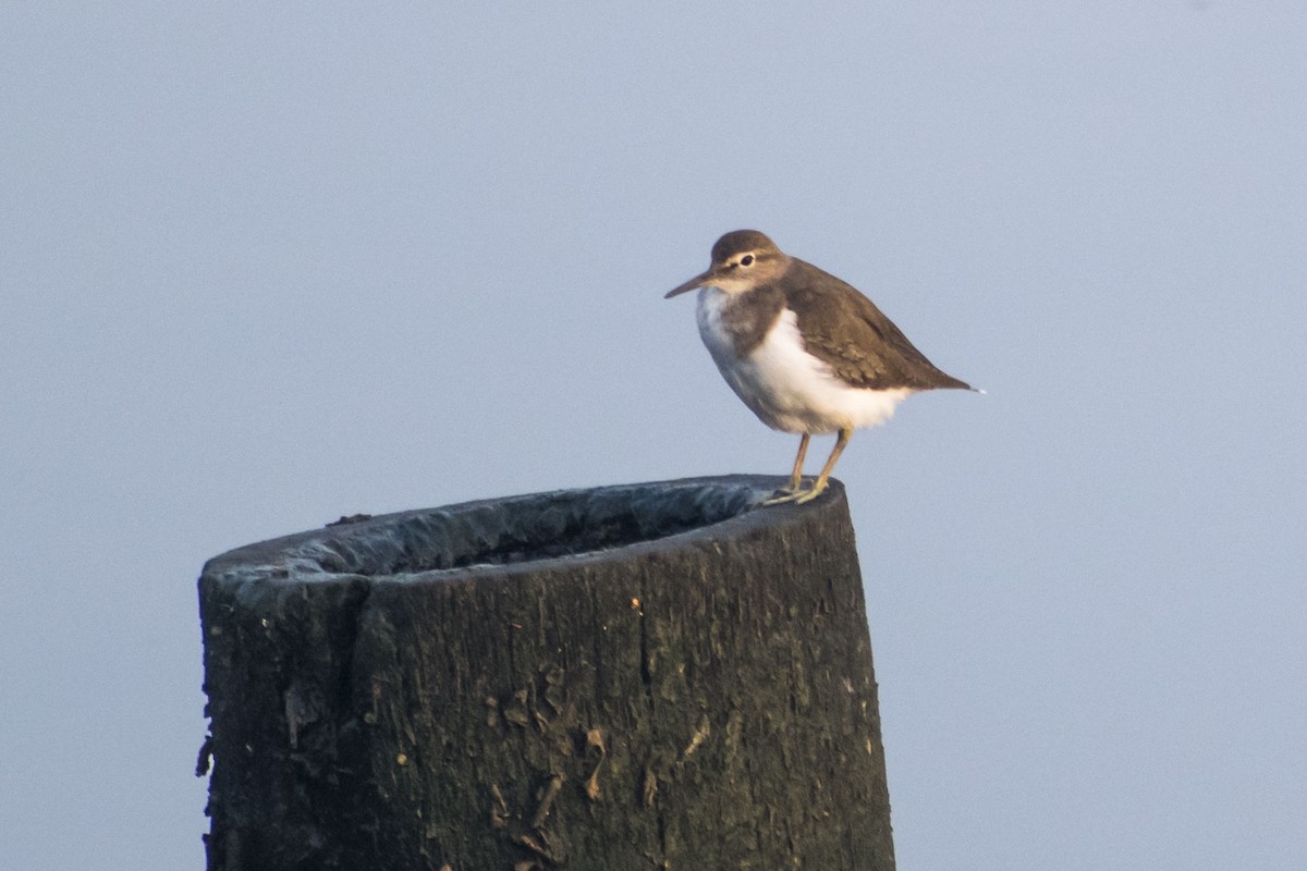 Common Sandpiper - ML646500958