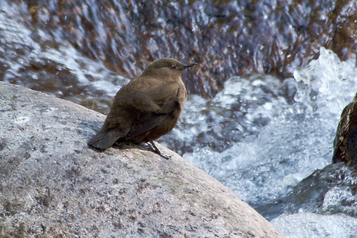 Cincle de Pallas - ML646500960