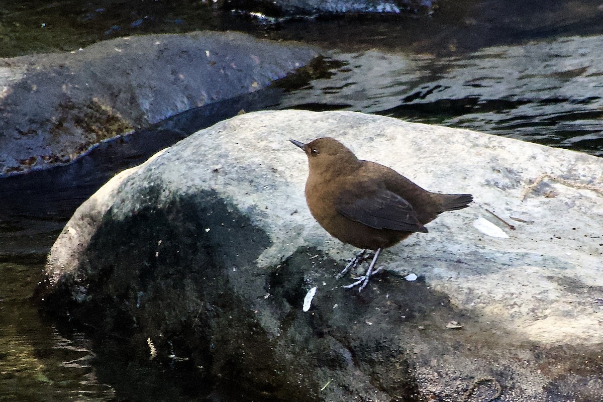 Cincle de Pallas - ML646500961