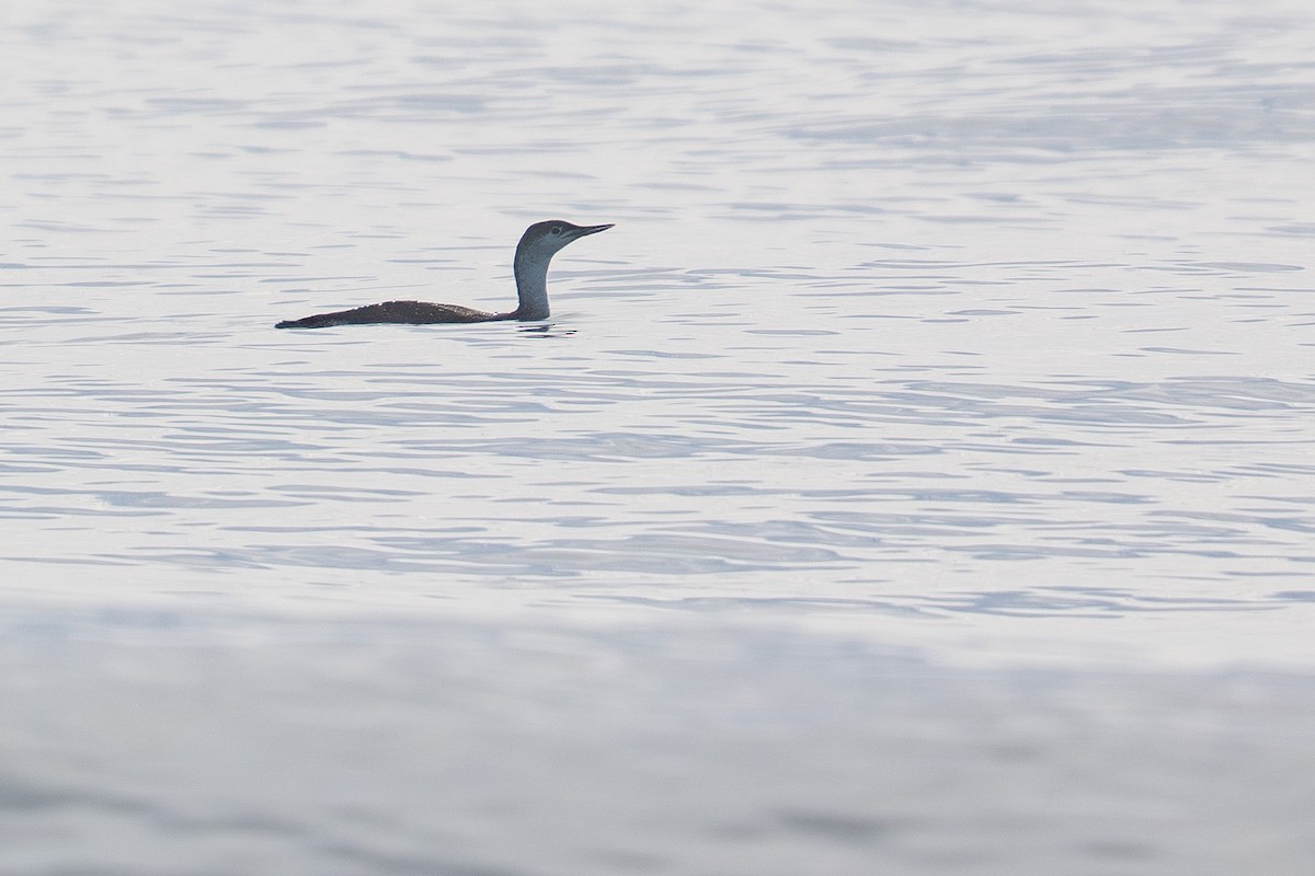 potáplice malá - ML646500963