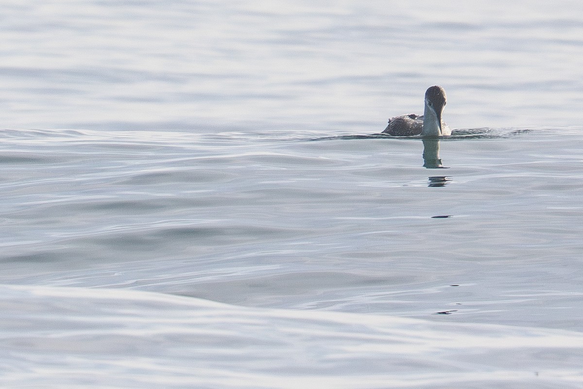 potáplice malá - ML646500964