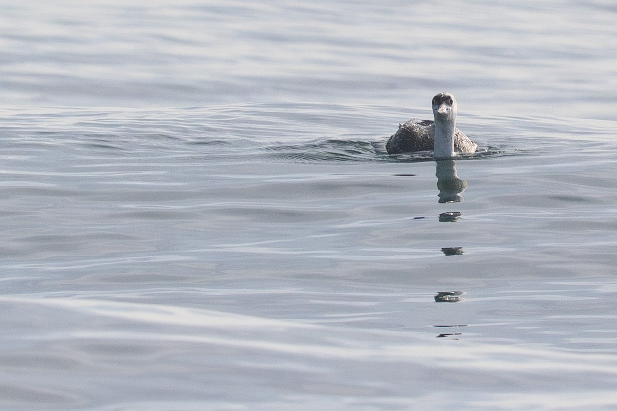 potáplice malá - ML646500965