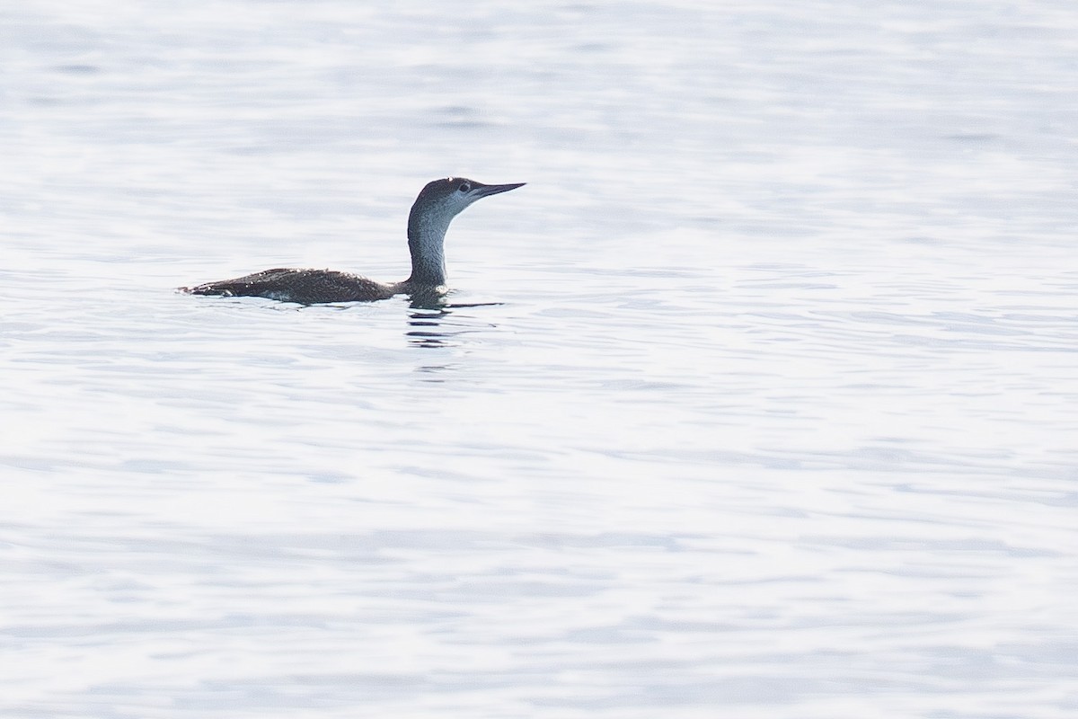 potáplice malá - ML646500966