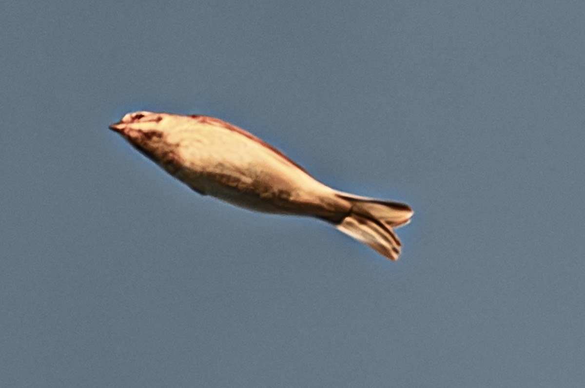 Bruant rustique - ML646500967