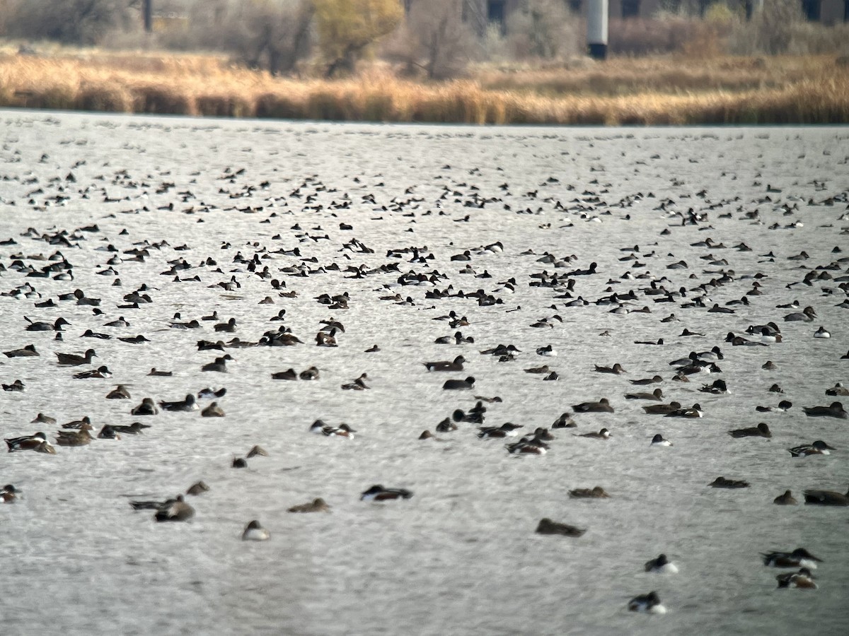 ברווז בלתי-מזוהה - ML646500969
