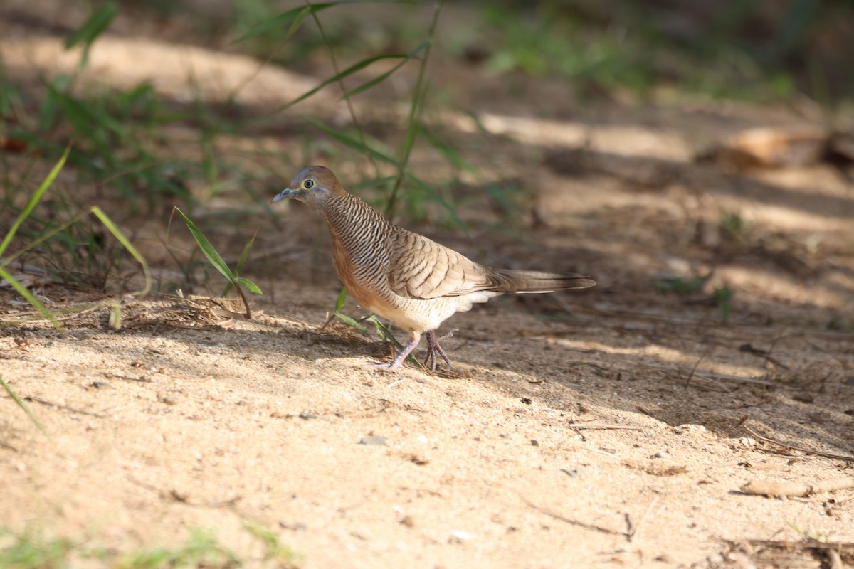 Zebra Dove - ML646500971