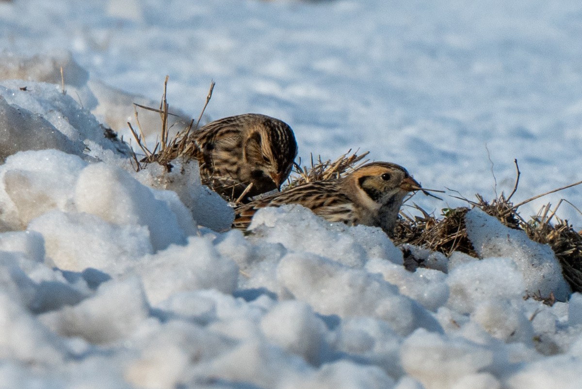גיבתון לפלנדי - ML646500972