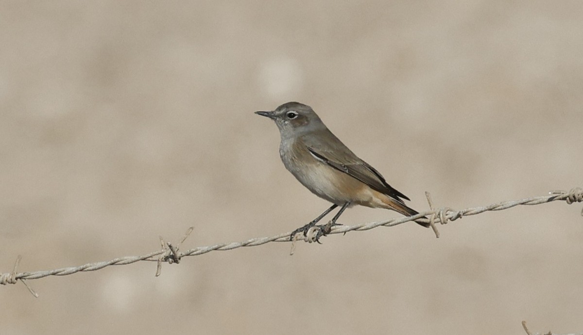 סלעית פרסית - ML646500973