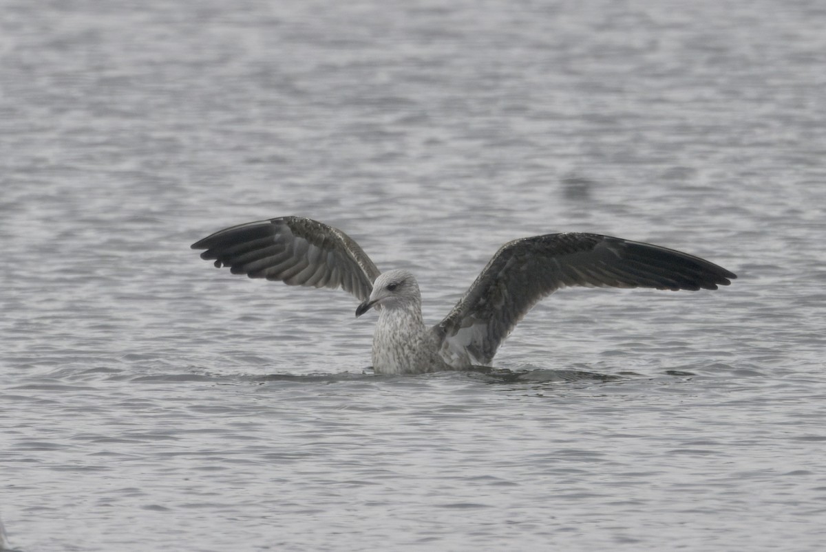 Lesser Black-backed Gull - ML646500974