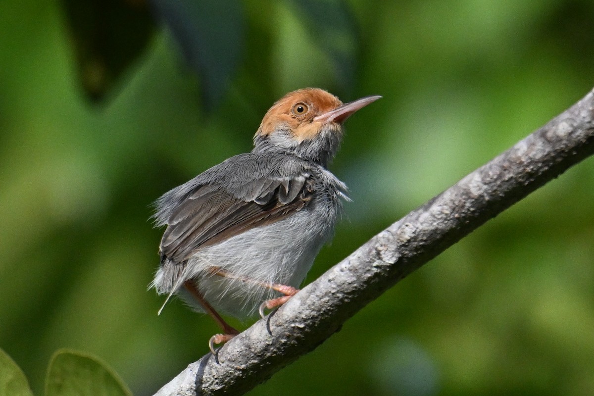 Ashy Tailorbird - ML646500976