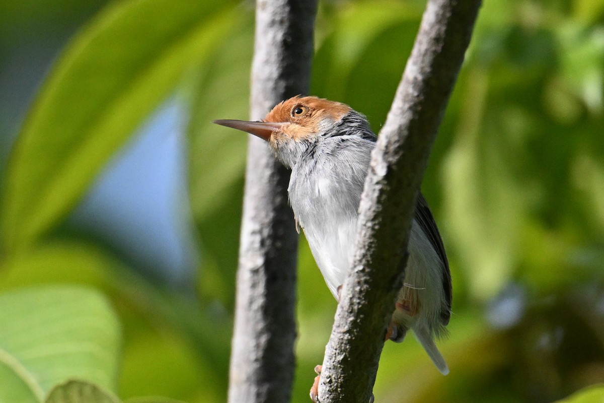Ashy Tailorbird - ML646500977
