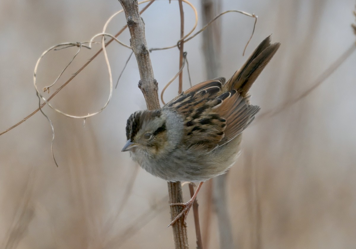Swamp Sparrow - ML646500978