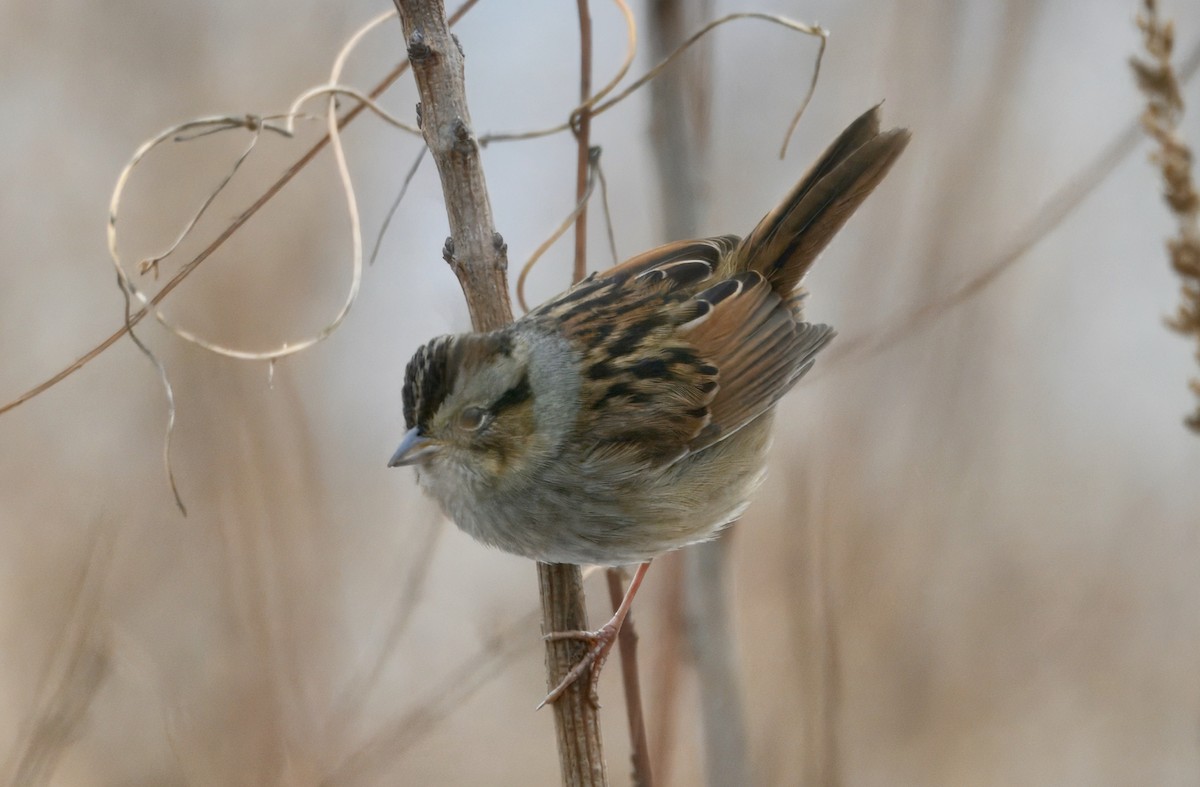 Swamp Sparrow - ML646500979