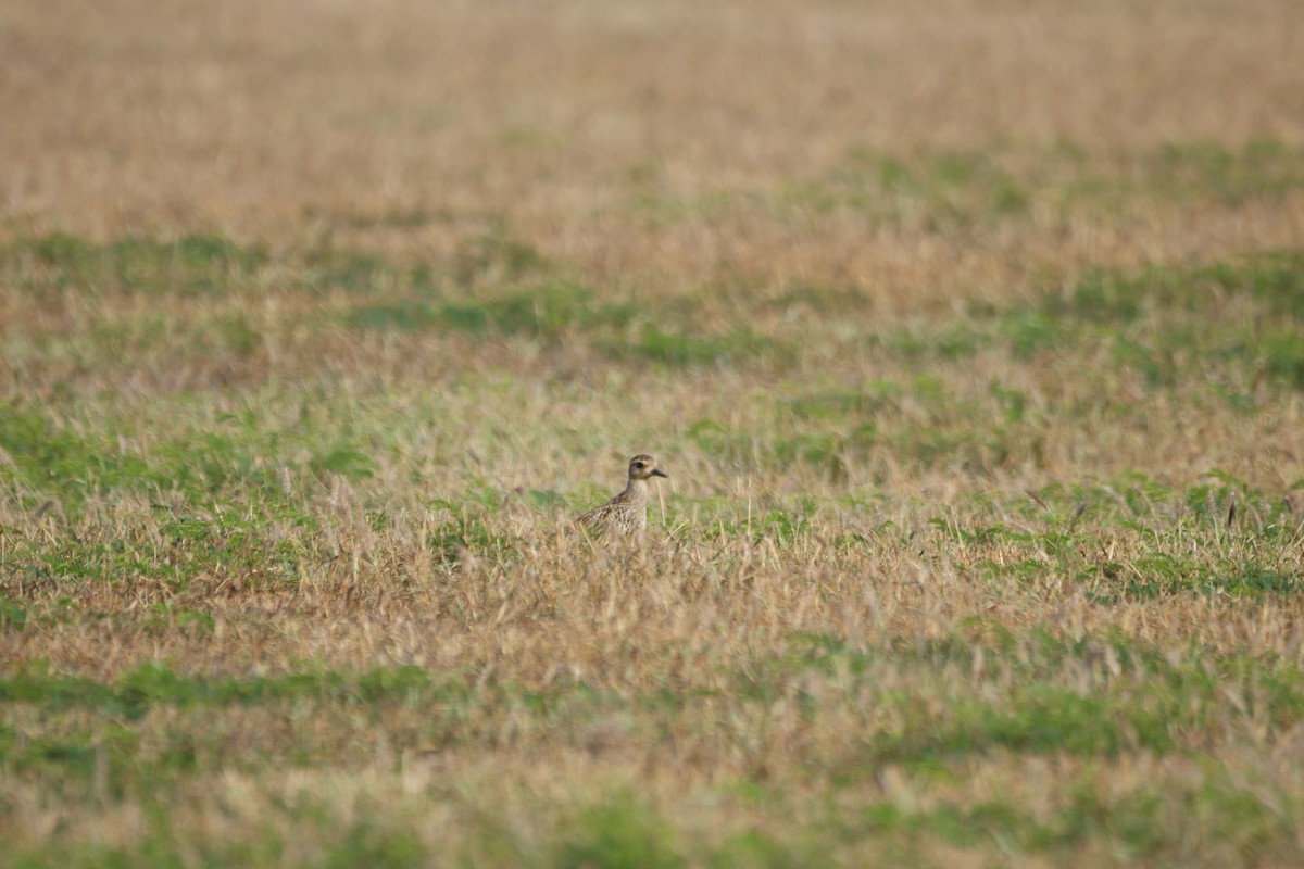 חופזי קטן - ML646500980