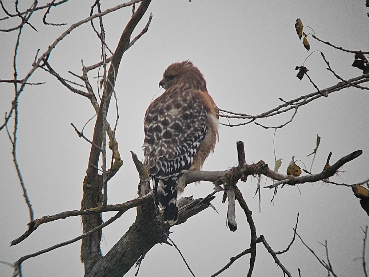 Red-shouldered Hawk - ML646500981
