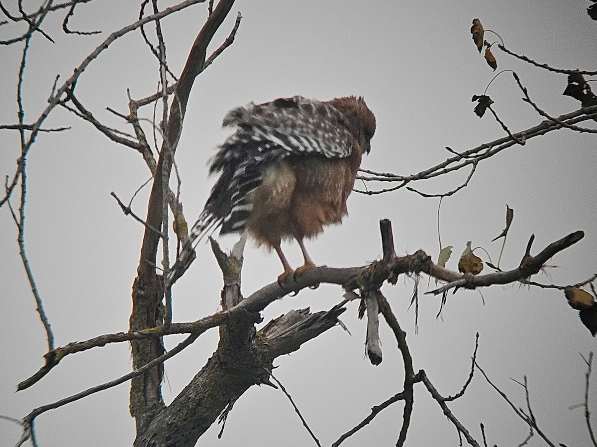 Red-shouldered Hawk - ML646500983