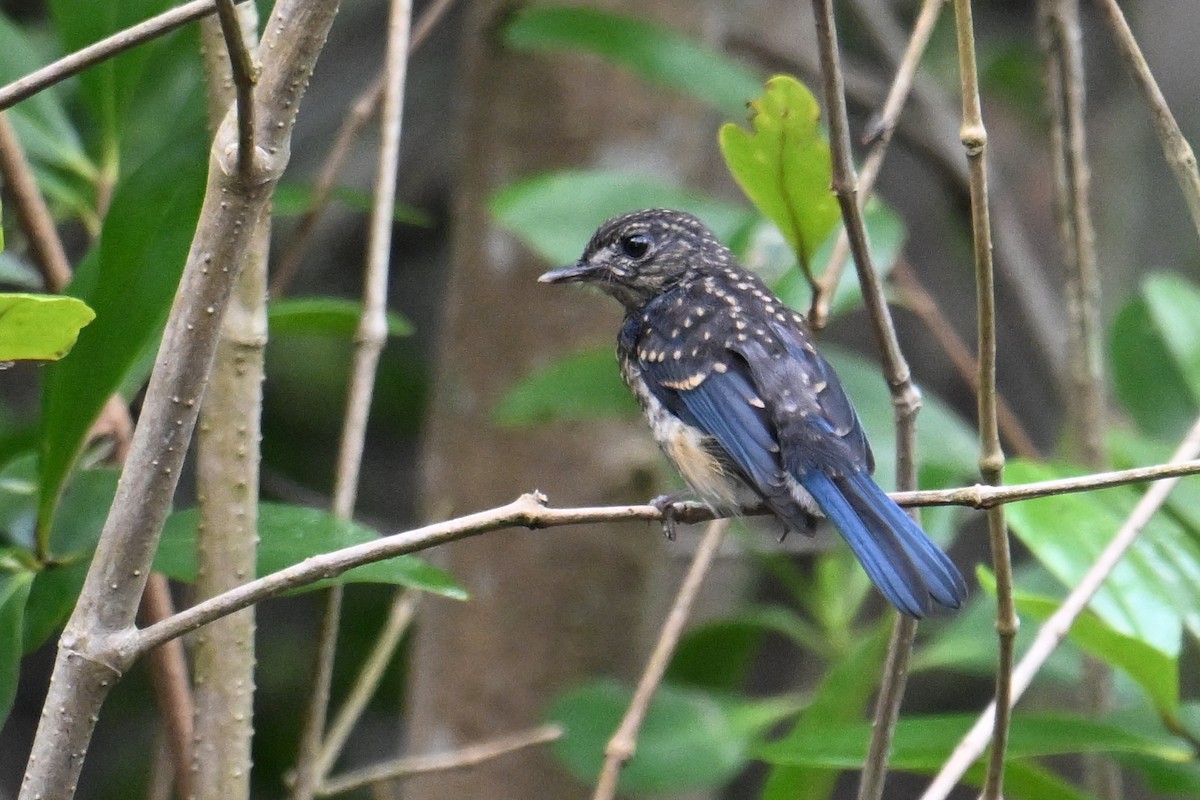 Mangrove Blue Flycatcher - ML646500984