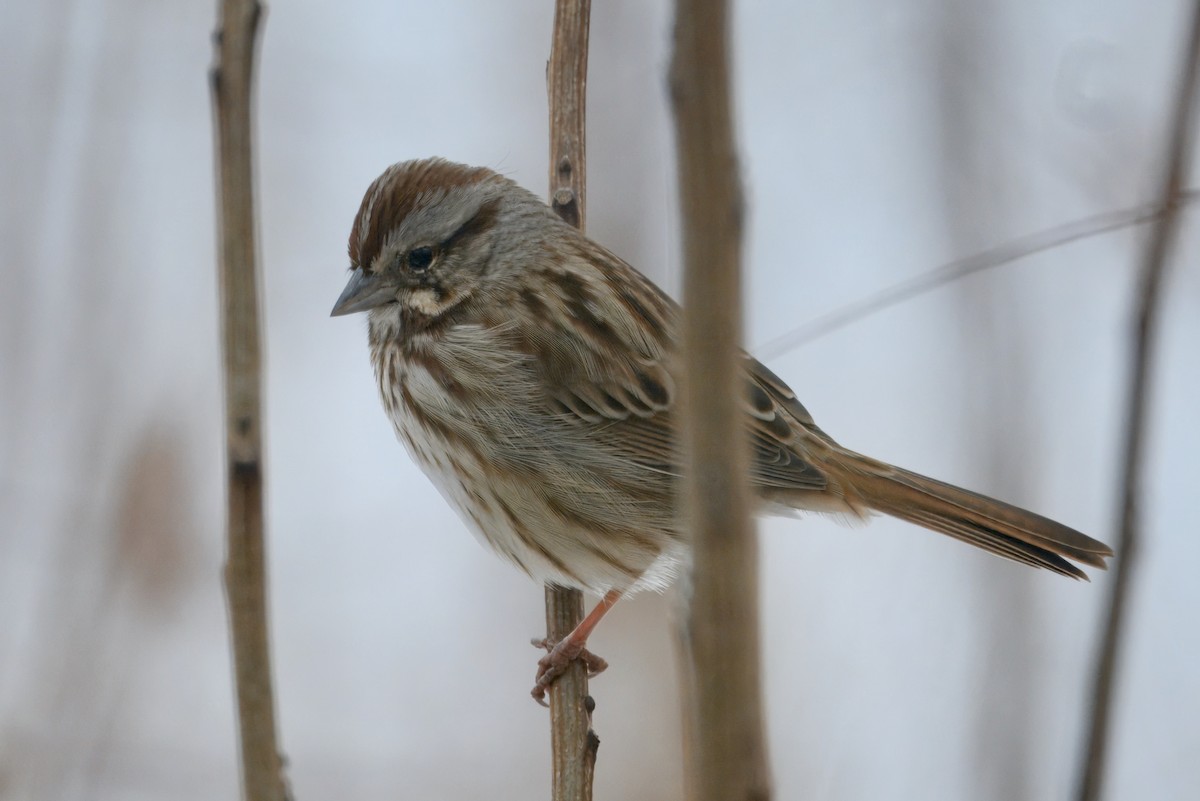 Song Sparrow - ML646500985