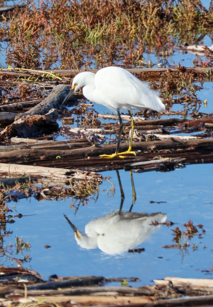 ユキコサギ - ML646500986