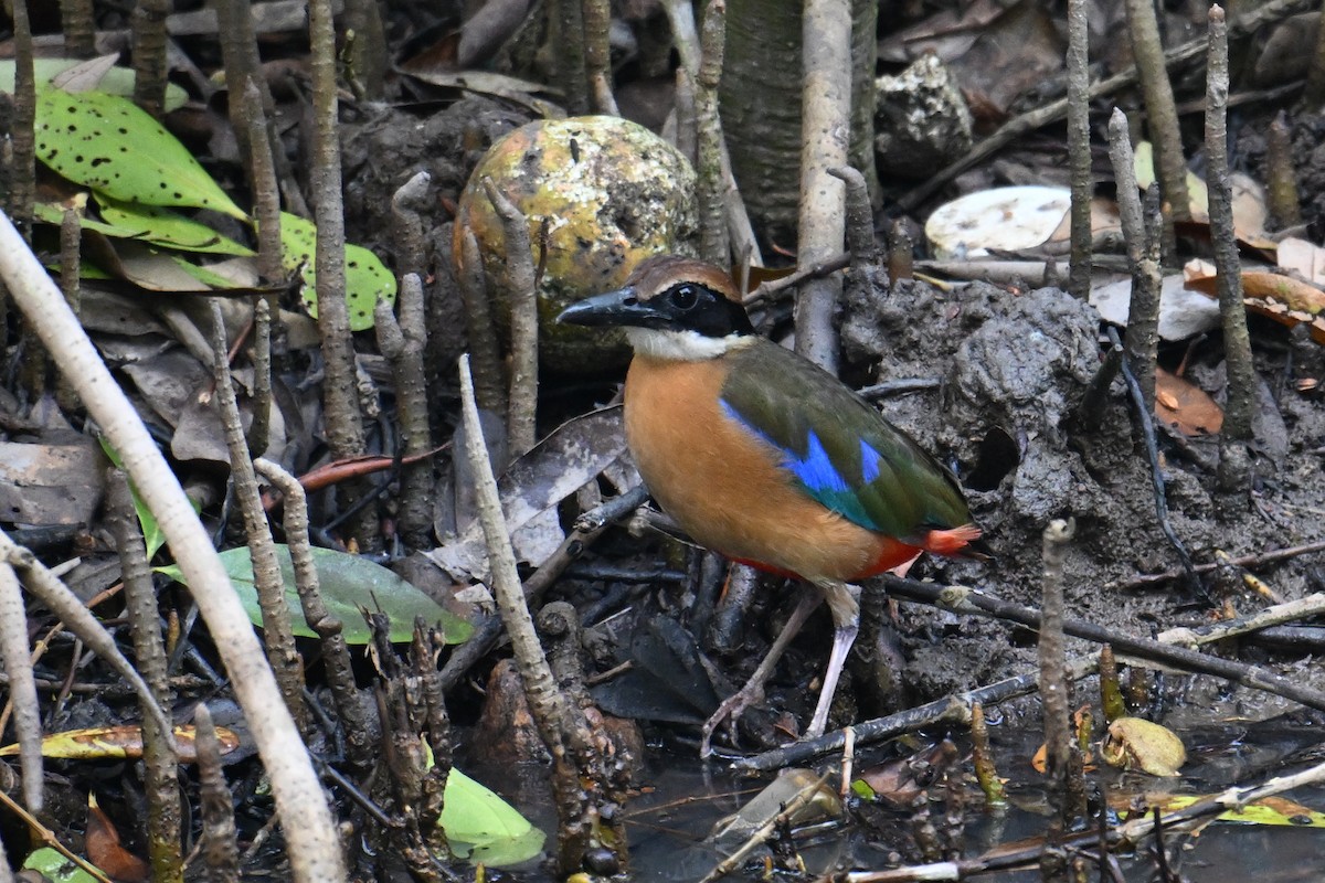 Mangrove Pitta - ML646500988