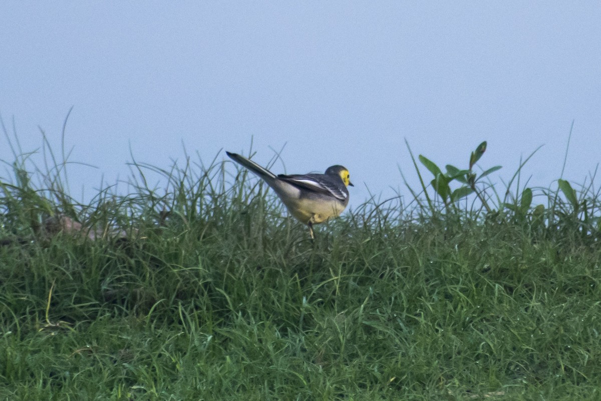 Citrine Wagtail - ML646500989