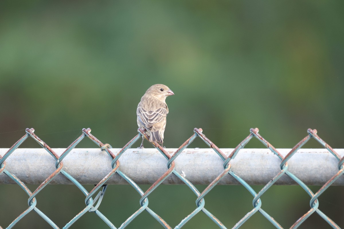 House Finch - ML646500990