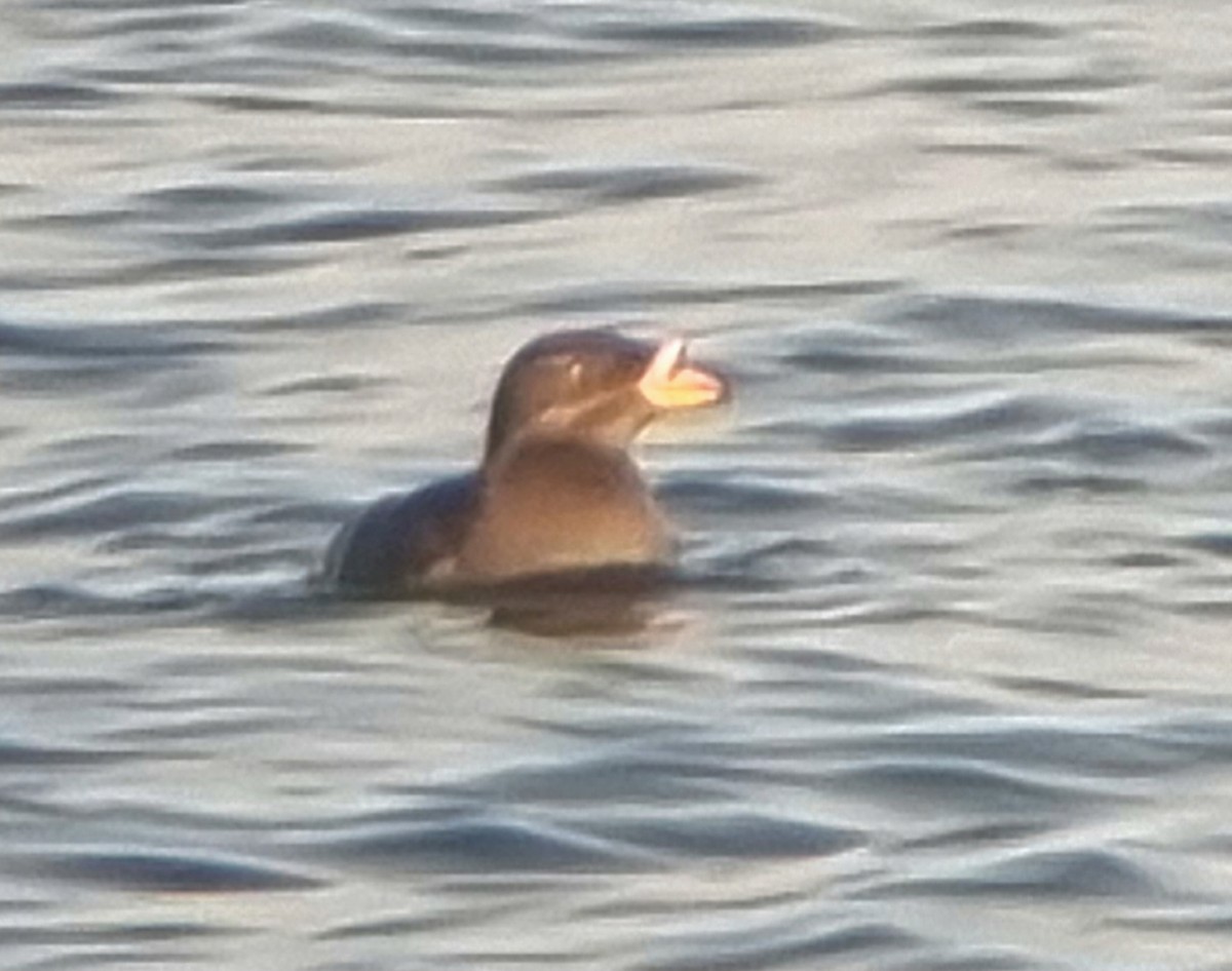 Rhinoceros Auklet - ML646500991
