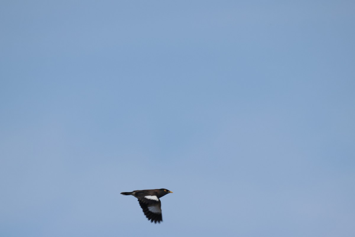 מיינה מצויה - ML646500992