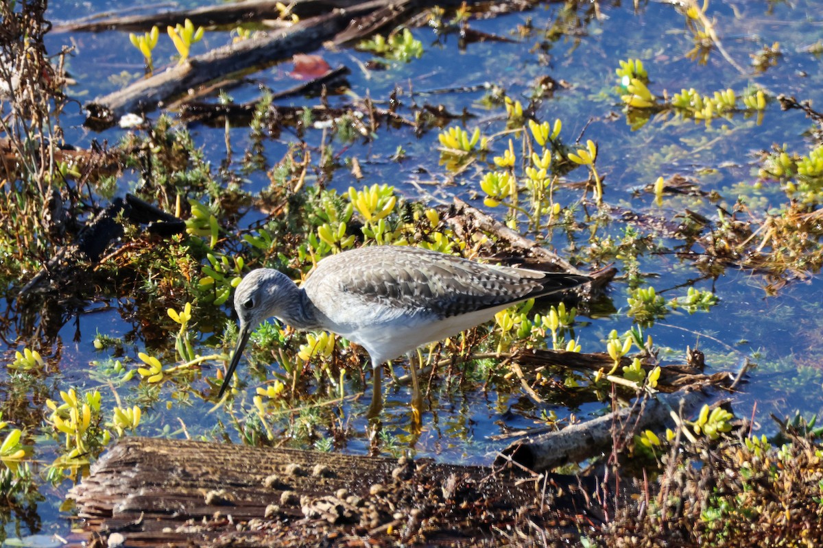 オオキアシシギ - ML646500994