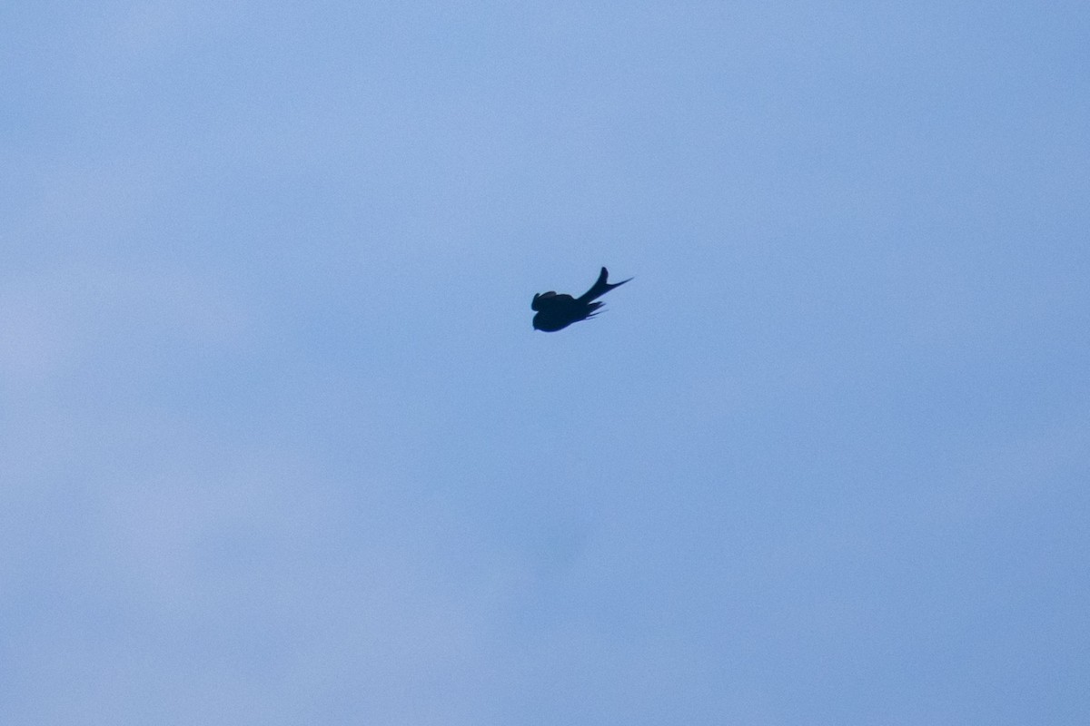 Black Drongo - ML646500995