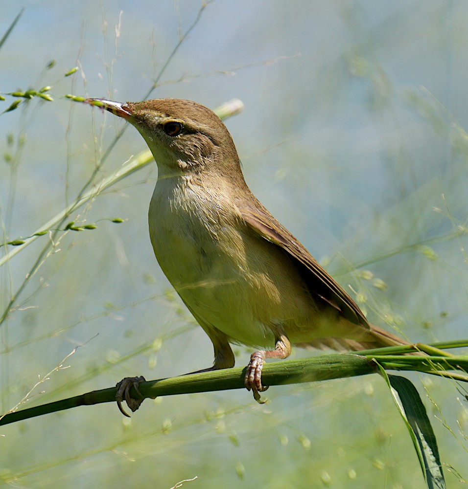 Kuzey Kamışçını - ML646500996