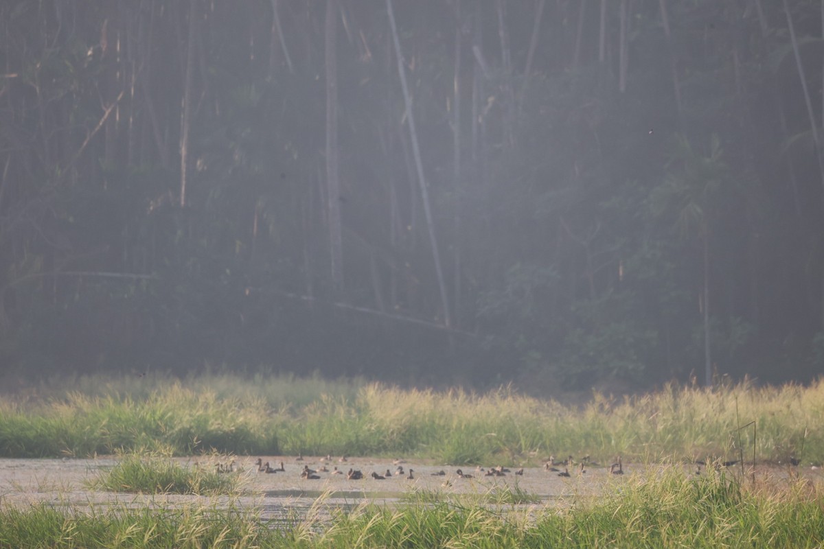 Lesser Whistling-Duck - ML646500999