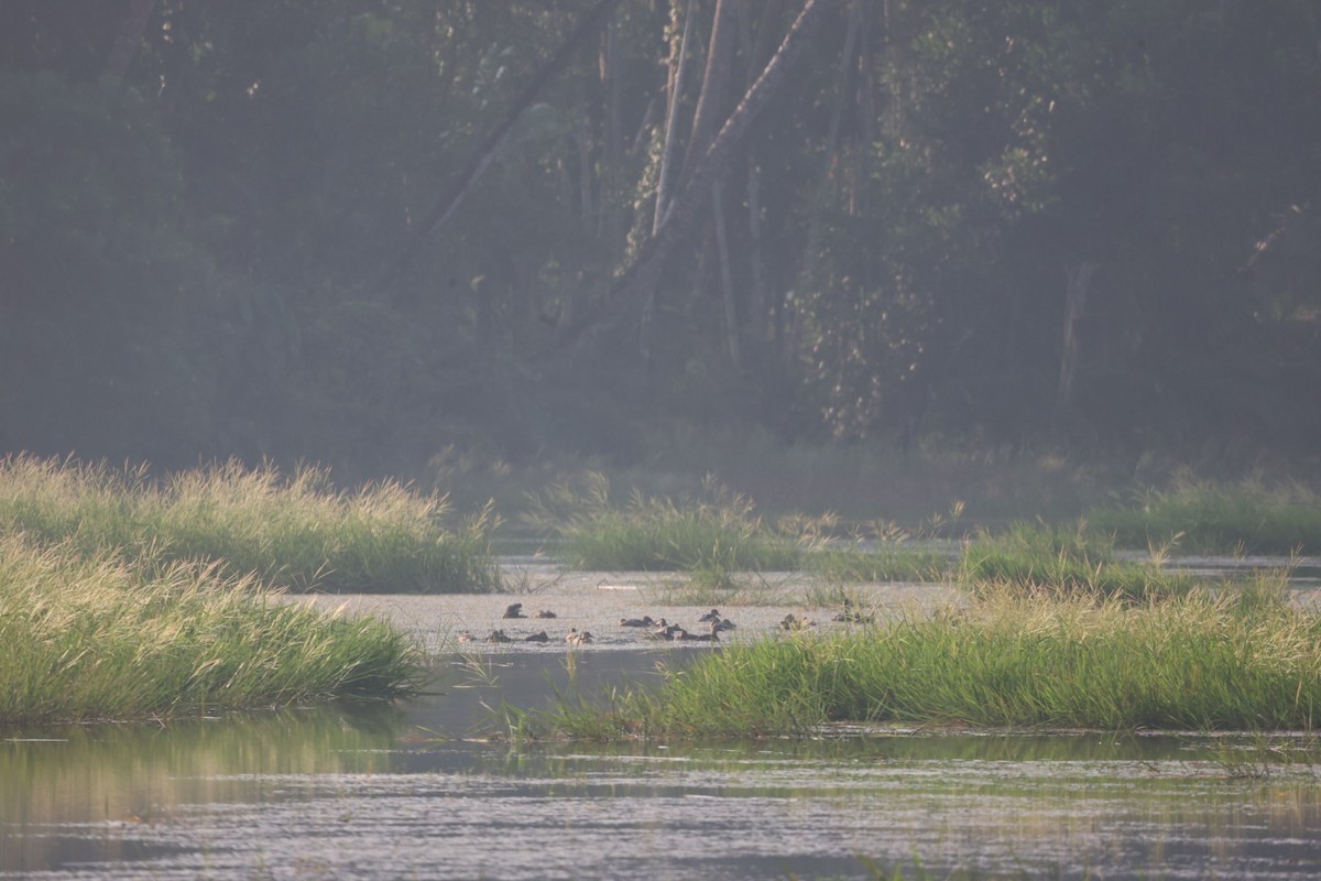 Lesser Whistling-Duck - ML646501000