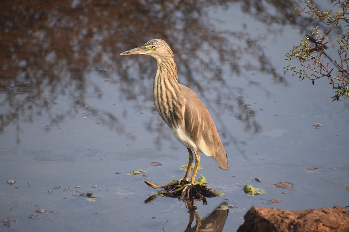 Indian Pond-Heron - ML646501003