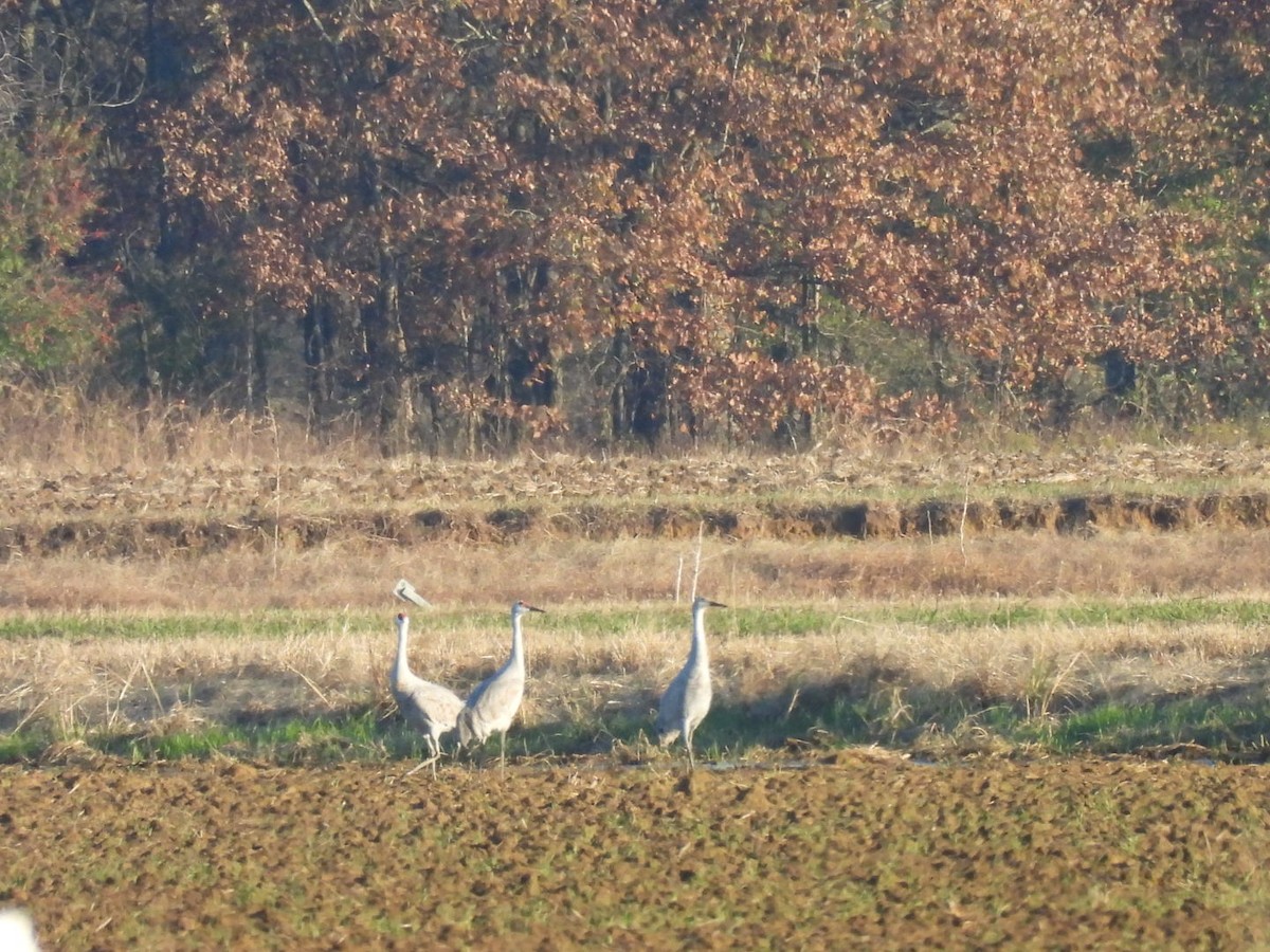Sandhill Crane - ML646501010
