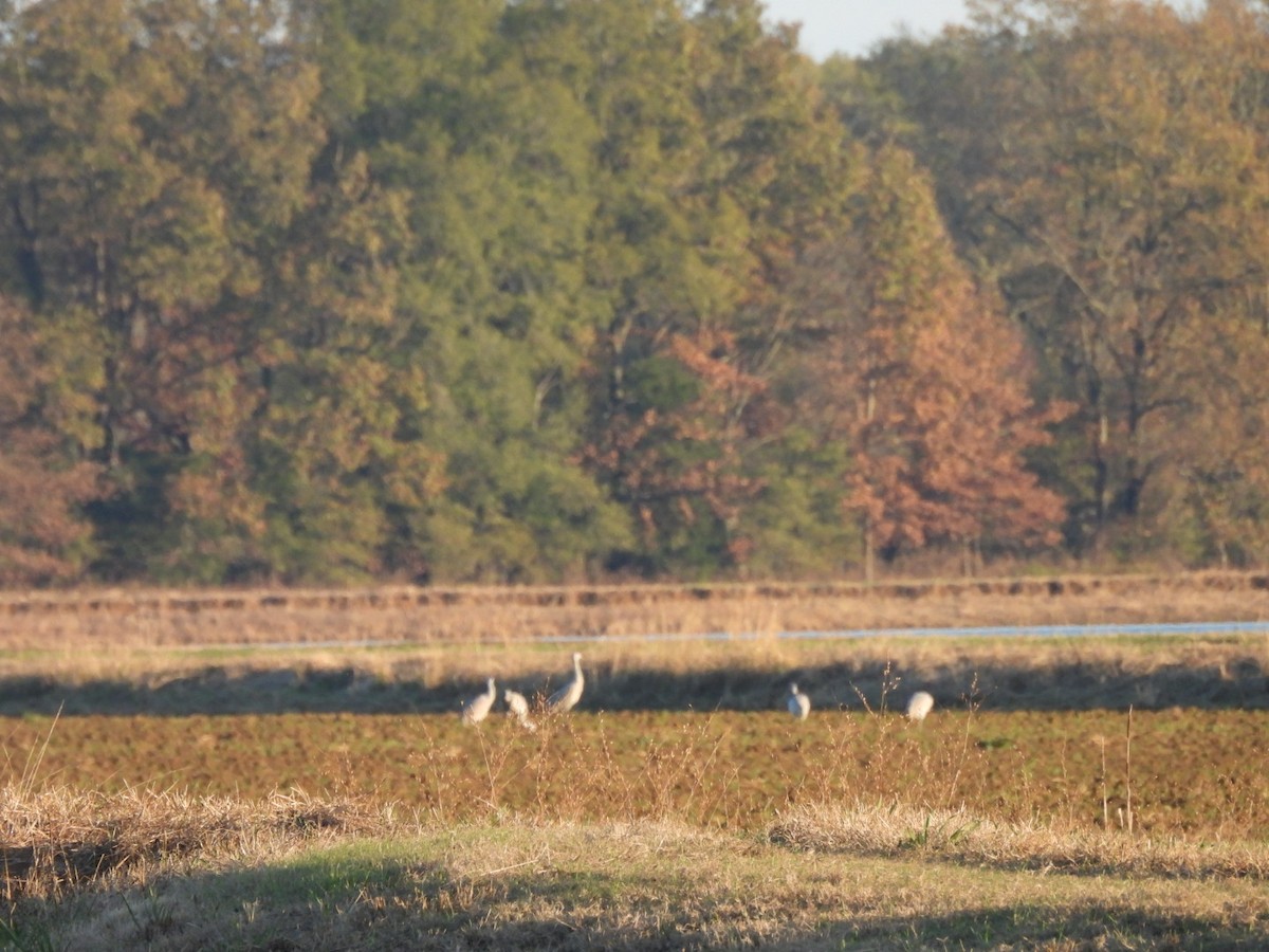 Sandhill Crane - ML646501011