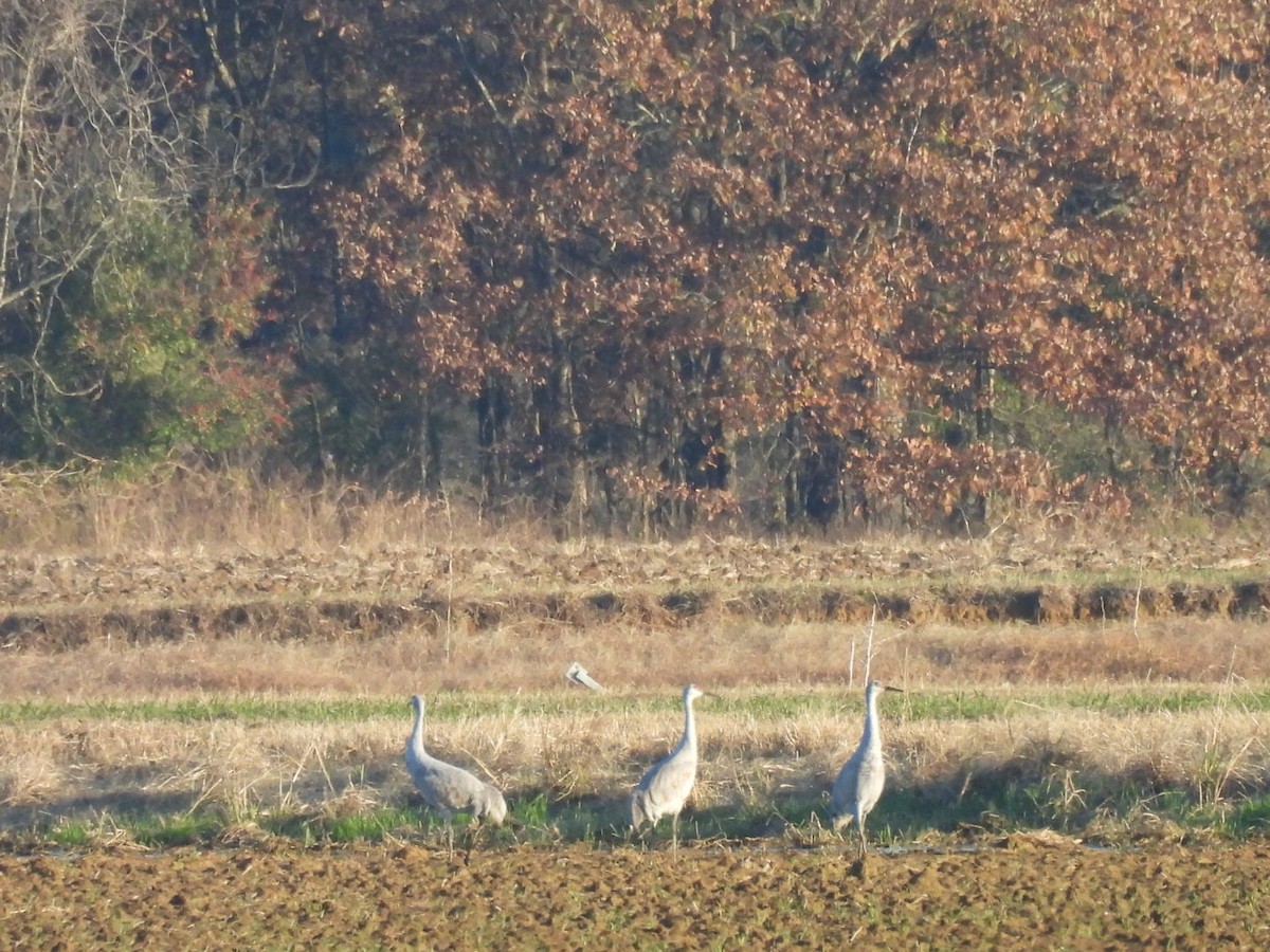 Sandhill Crane - ML646501012