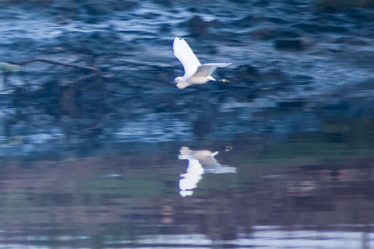 Little Egret - ML646501014