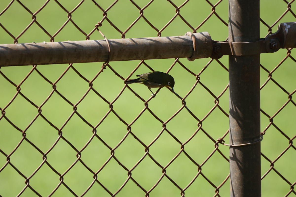 Warbling White-eye - ML646501015
