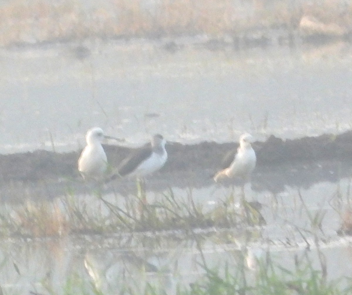 Black-winged Stilt - ML646501018