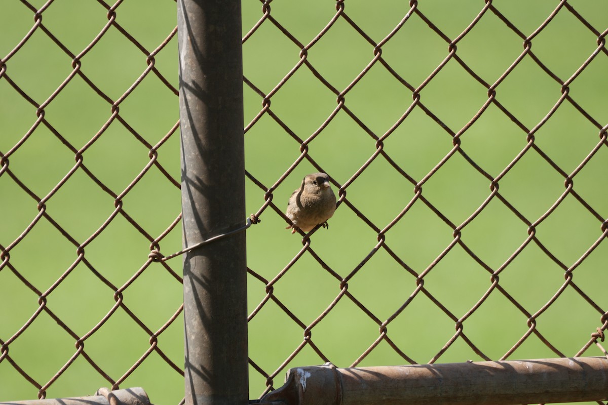 家麻雀 - ML646501019